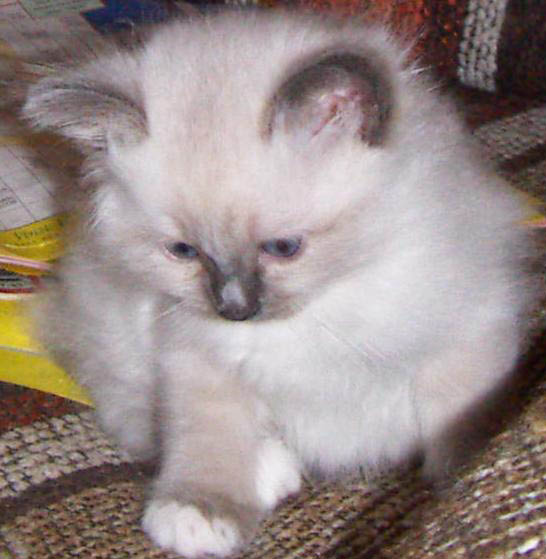 Lilla, lilla Trulsa